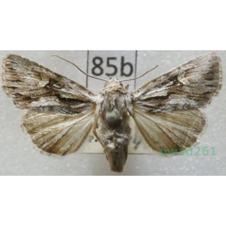 Chloantha hyperici (Denis & Schiffermüller, 1775) Czech85b
